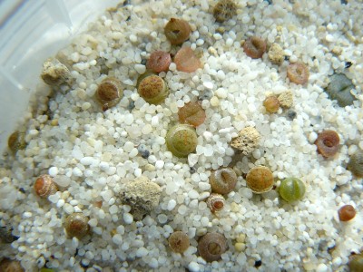 babylithops03.jpg
