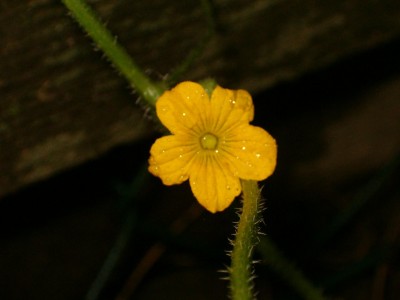 Igelgurke Blüte.JPG