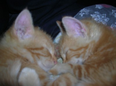 DSCN1387.JPG