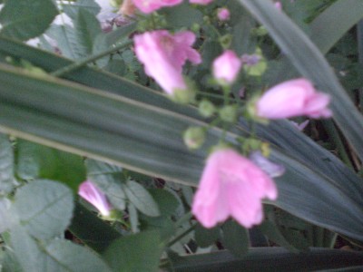 CIMG1706 Malve.JPG