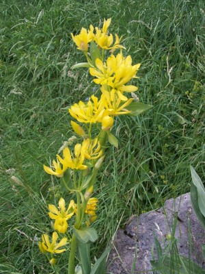 Blume A.jpg