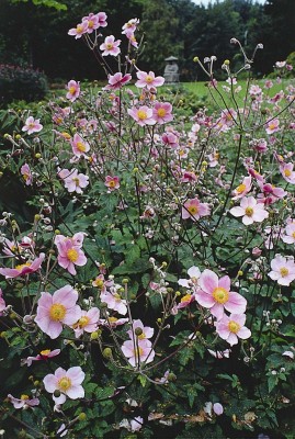 1081_1.jpg