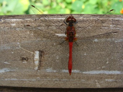 Blutrote Heidelibelle.JPG