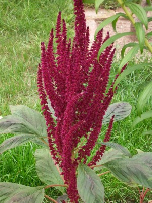 Blume 013.jpg