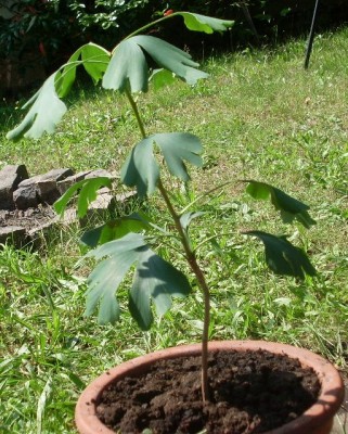 Gingko.JPG
