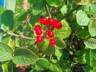 100D0258.JPG