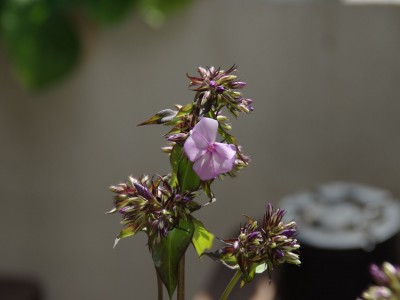 IMGP6524.JPG