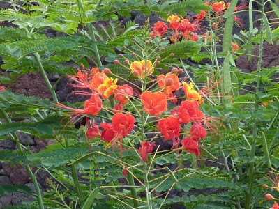 Wunderschöne Blüte.jpg