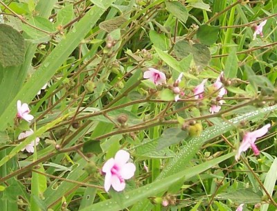 32. Unbekannte von Ecuador, Pflanze 4B1.jpg