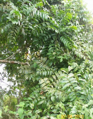 54. Unbekannte von Ecuador, 6. Baum A.jpg
