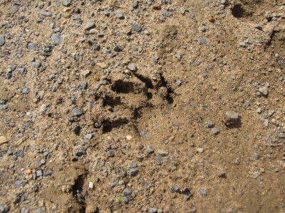 Waschbär-Pfoten-Abdruck.JPG