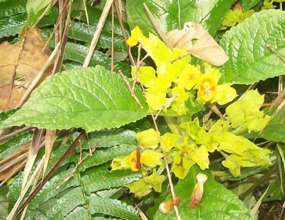 27. Unbekannte von Ecuador, Pflanze 5B1.jpg