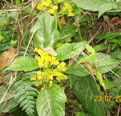 27. Unbekannte von Ecuador, Pflanze 5B.jpg