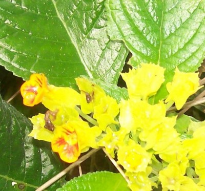 27. Unbekannte von Ecuador, Pflanze 5A2.jpg