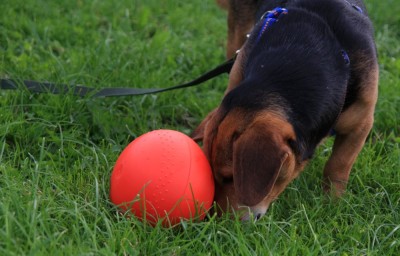 Jogi_Ball_14_08_2010 - 13.jpg