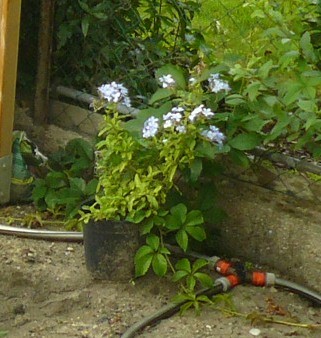 strauch_blaue_blüte.JPG