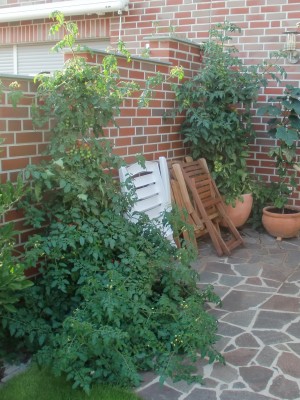 Tomaten.JPG