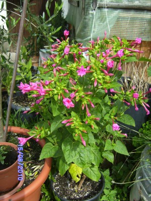 aw wunderblume.JPG