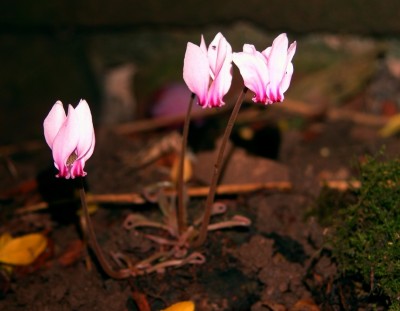 cyclamen.JPG