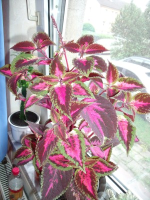 DSCF5980.JPG