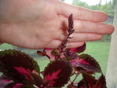 DSCF5982.JPG