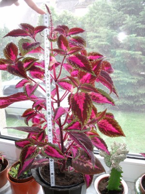 DSCF5979.JPG
