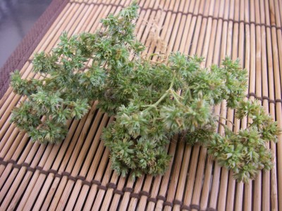 IMGP2506.JPG