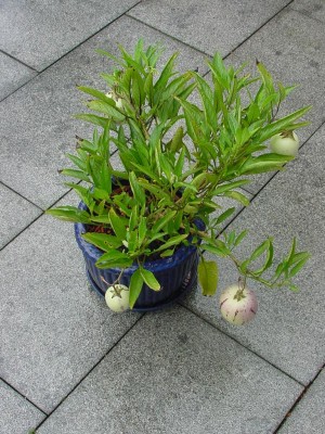 Pepino 1006.jpg