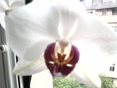 Pahleonopsis weiß.jpg