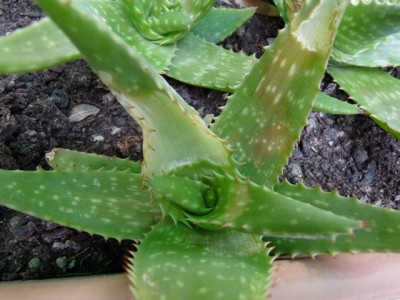 P1050380k.jpg