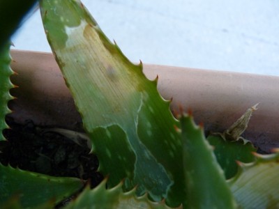 P1050384k.jpg