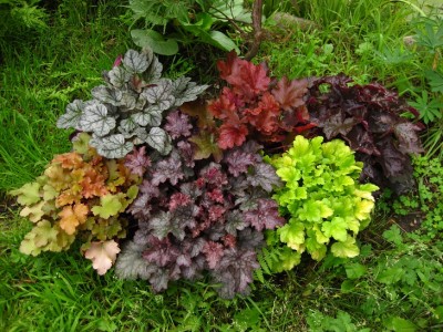 heuchera.jpg