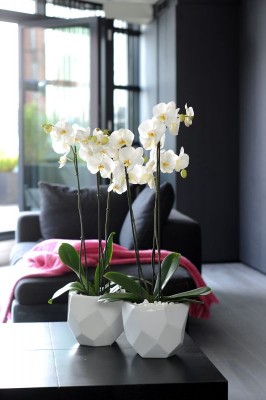 2159-orchideen-wohnzimmer.jpg