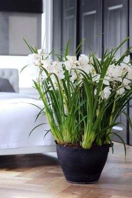 2159-orchideen.jpg