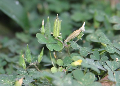 Kraut im Blumentopf.jpg