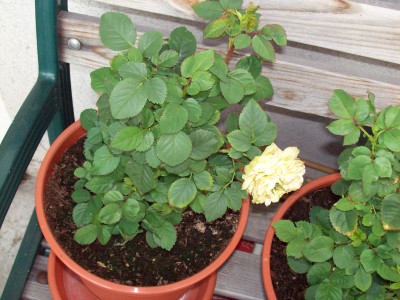 rose gelb1.jpg