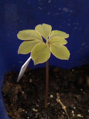 IMAG0713.jpg