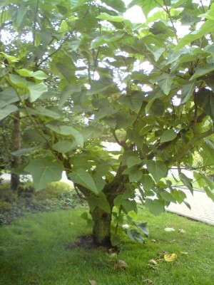unbekannter baum.JPG