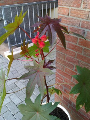 IMAG0008a.jpg