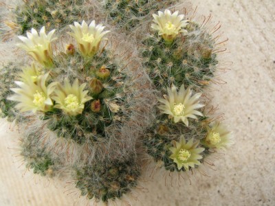 Mammilaria-bocasana-blüht-seit Anfang Mai ununterbrochen.JPG