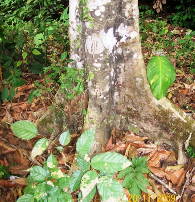 Unbekannter Baum 9, Finca Julio atras 5.jpg