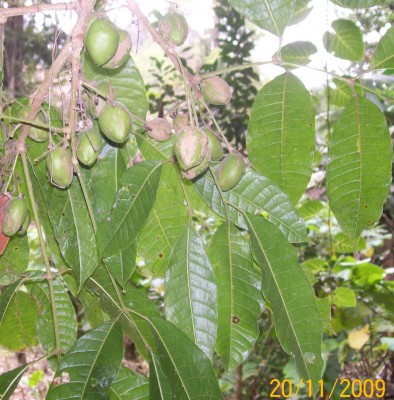 Unbekannter Baum 9, Finca Julio atras 3.jpg