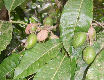 Unbekannter Baum 9, Finca Julio atras 2.jpg