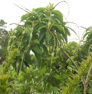 Unbekannter Baum, Finca Lucetty 11B.jpg