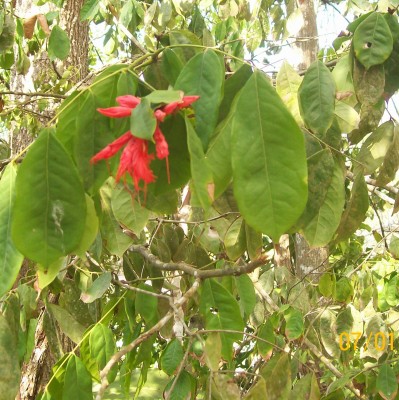 Unbekannter Baum 12 in Cumilinche 4.jpg