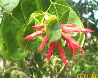 Unbekannter Baum 12 in Cumilinche 2.jpg
