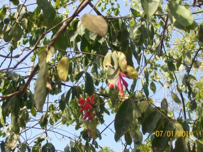 Unbekannter Baum 12 in Cumilinche 1.jpg