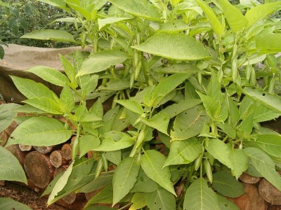 Knospen Super Nova.JPG