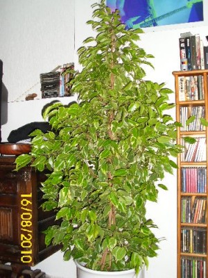 DSCI0025.JPG