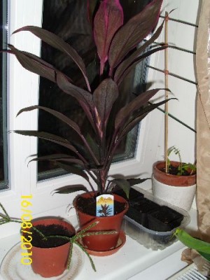 DSCI0027.JPG
